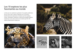 Engager La Photographie Animalière : Modèle De Site Web Simple