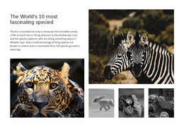 Engaging Wildlife Photography - Website Creation HTML