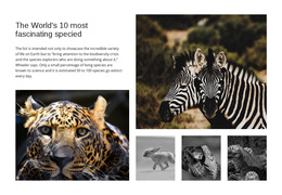 Engaging Wildlife Photography Html5 Responsive Template