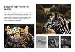 Vahşi Yaşam Fotoğrafçılığı - HTML Şablonu Indirme