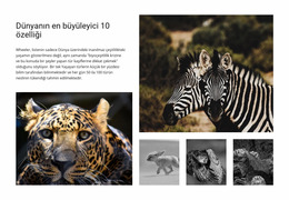 Vahşi Yaşam Fotoğrafçılığı Ücretsiz Html5