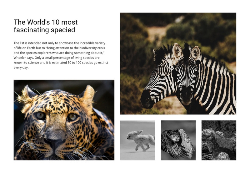 Engaging wildlife photography Web Page Design