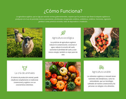 ¿Cómo Funciona Una Granja? - Plantilla De Desarrollo Web