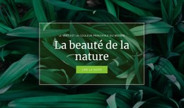 Secret De La Nature Modèle De Site Web CSS Gratuit