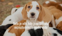 Nejroztomilejší Štěňata