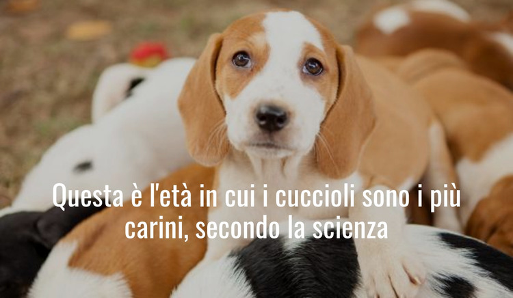 Cuccioli più teneri Modello HTML