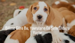 Şirin Yavru Köpekler - Nihai Açılış Sayfası