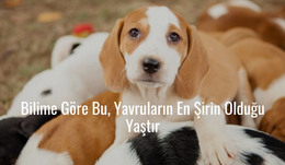 Şirin Yavru Köpekler - Tamamen Duyarlı Şablon