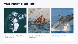 You Might Also Like Free CSS Template