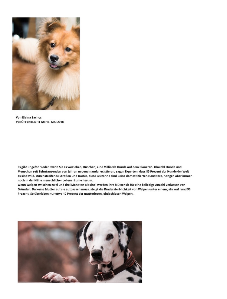 Hundeartikel Website-Modell