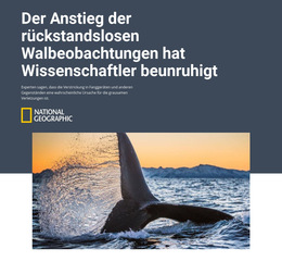 CSS-Vorlage Für Schwanzloser Wal