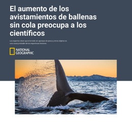 Secciones De La Página De Inicio Para Ballena Sin Cola