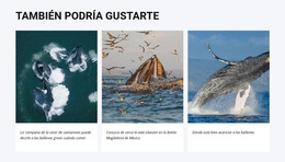 También Podría Gustarte - Tema CSS Gratuito