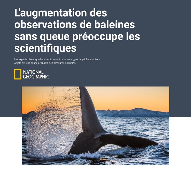Baleine sans queue Conception de site Web