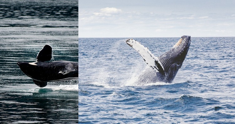 Animal baleine de mer Conception de site Web