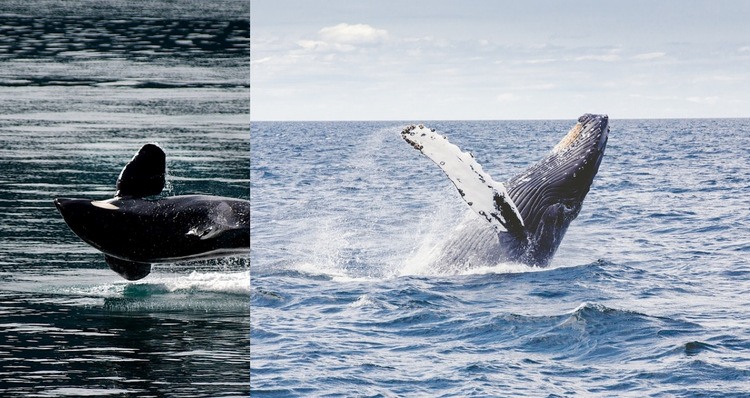 Animal baleine de mer Maquette de site Web