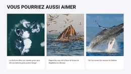 Vous Pourriez Aussi Aimer – Modèle De Site Web Gratuit