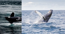 Animal Baleine De Mer - Modèle Polyvalent D'Une Page