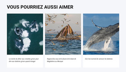 Thème WordPress Vous Pourriez Aussi Aimer Pour N'Importe Quel Appareil