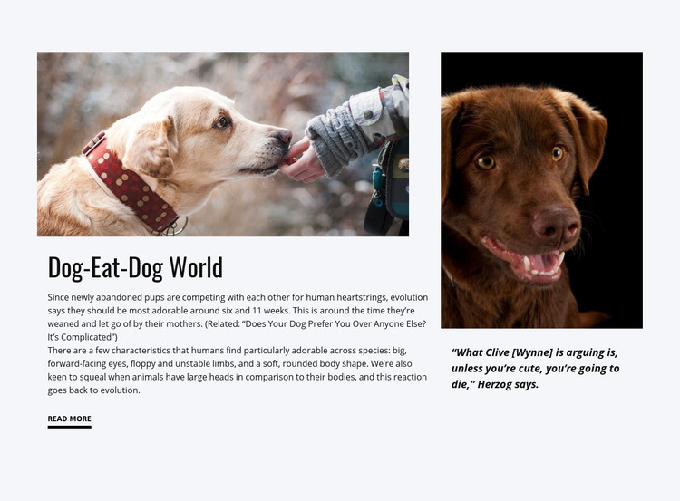 Food for Dog Homepage Design