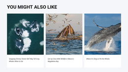 HTML5 Template You Might Also Like For Any Device