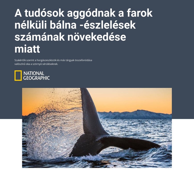 Farok nélküli bálna HTML Sablon