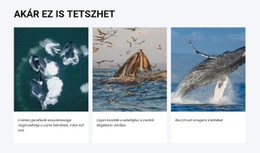 Akár Ez Is Tetszhet – Ingyenes Css-Téma