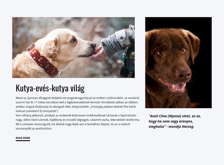 Eledel kutyának Weboldal tervezés