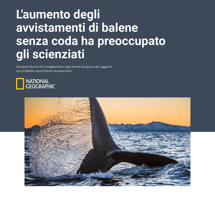 Balena senza coda Costruttore di siti web HTML