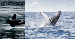 Un Design Esclusivo Del Sito Web Per Animale Di Balena Di Mare