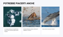 Potrebbe Piacerti Anche Modello CSS Gratuito