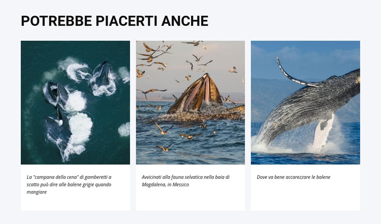 Potrebbe piacerti anche Modello di sito Web