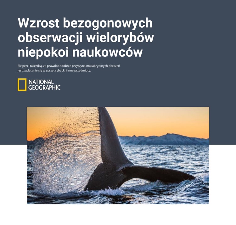 Wieloryb bezogonowy Szablon CSS
