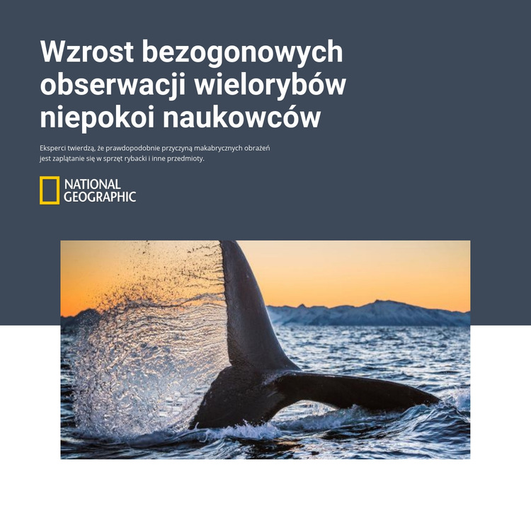 Wieloryb bezogonowy Szablon witryny sieci Web
