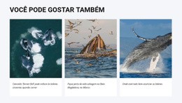 Você Pode Gostar Também Design Do Site