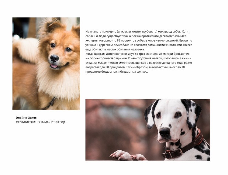 Статья о собаках HTML шаблон