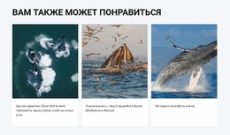 Вам Также Может Понравиться Шаблон Joomla