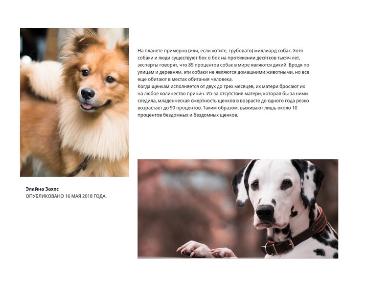 Статья о собаках Шаблон веб-сайта