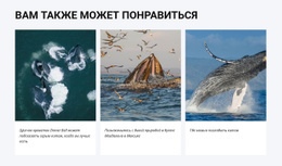 Тема WordPress Вам Также Может Понравиться Для Любого Устройства