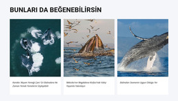 Bunları Da Sevebilirsiniz - HTML Şablonu Indirme