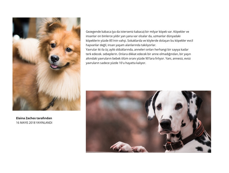Köpek Makalesi HTML Şablonu