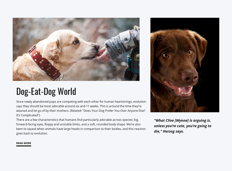 Food for Dog Web Page Design