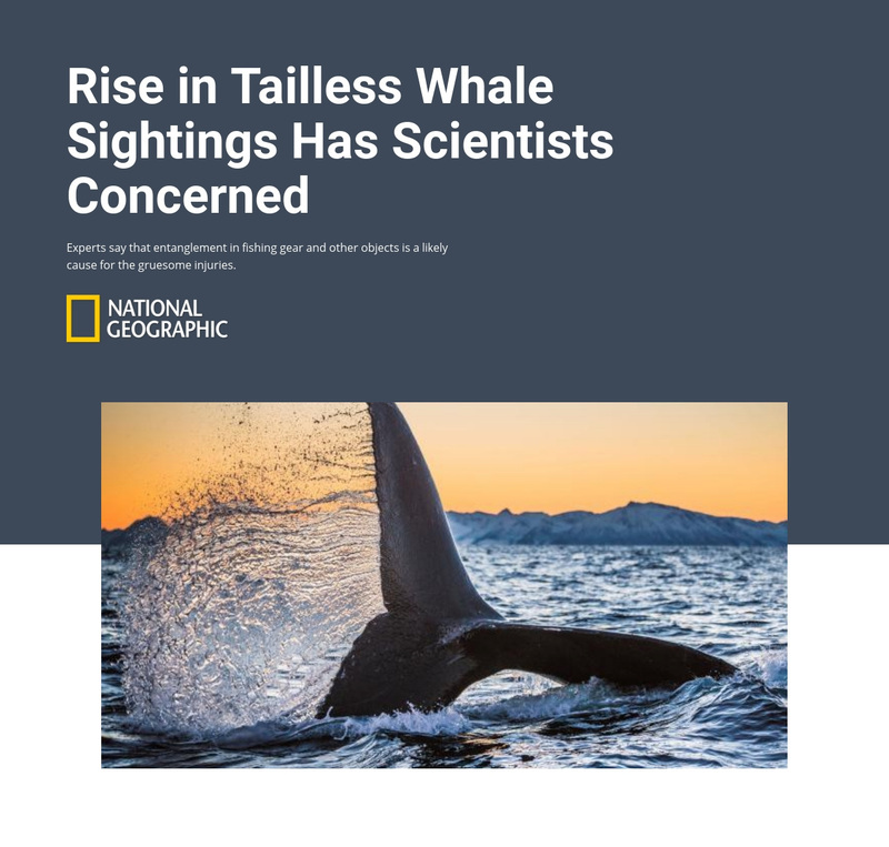 Tailless whale Web Page Design