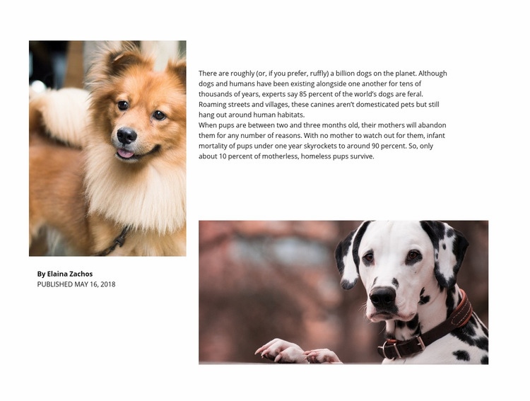 Dog Article Webflow Template Alternative