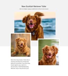 Free CSS Layout For Scottish Retriever