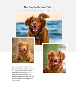 Kostenloses CSS-Layout Für Scottish Retriever