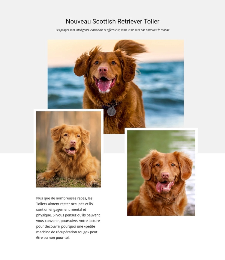 Retriever écossais Maquette de site Web