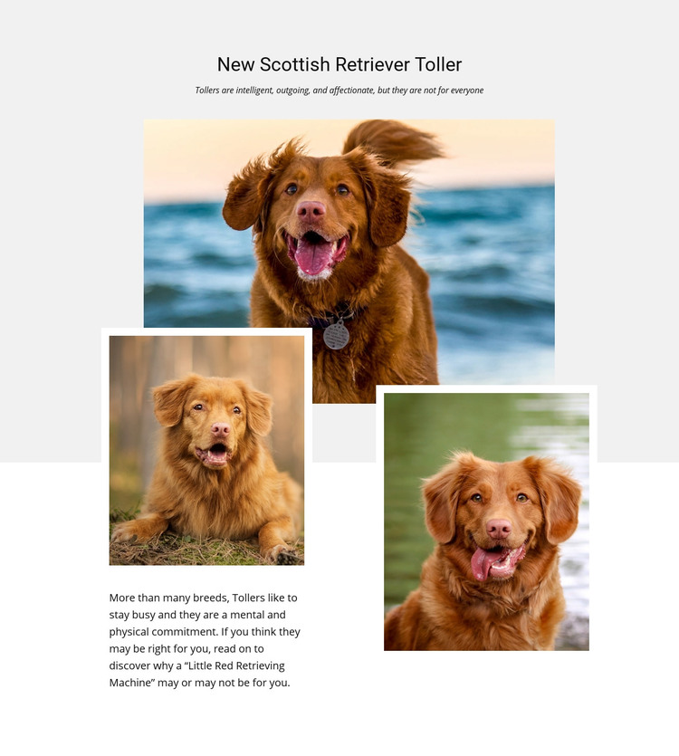 Scottish retriever Homepage Design