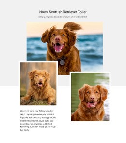 Scottish Retriever - Website Creator HTML