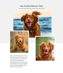 Retriever Escocês - Modelo HTML Simples